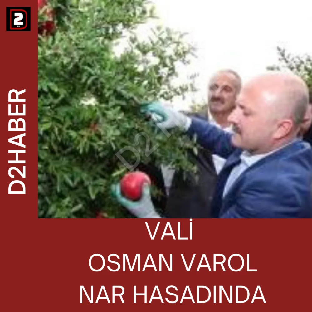 VALİ  OSMAN VAROL  NAR HASADINDA