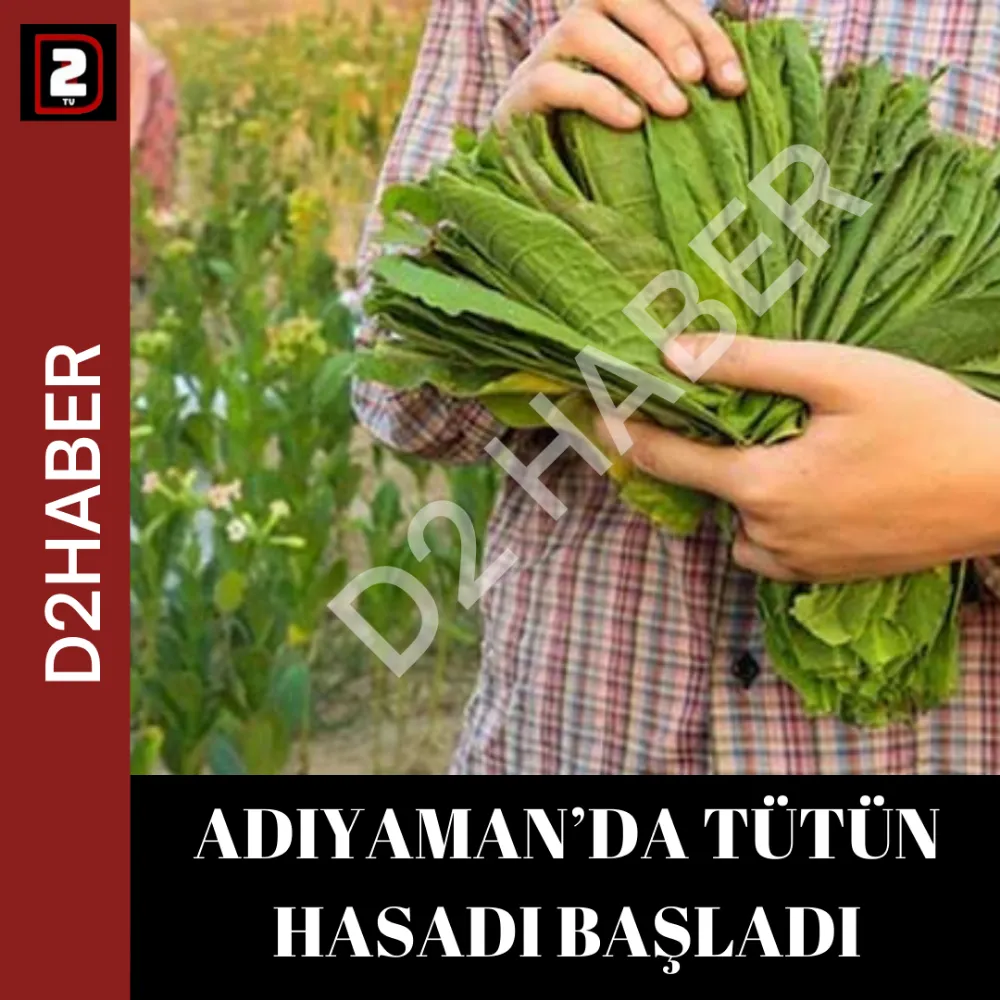 ADIYAMAN’DA TÜTÜN HASADI BAŞLADI