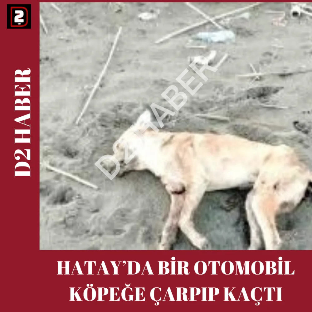 HATAY’DA BİR OTOMOBİL KÖPEĞE ÇARPIP KAÇTI