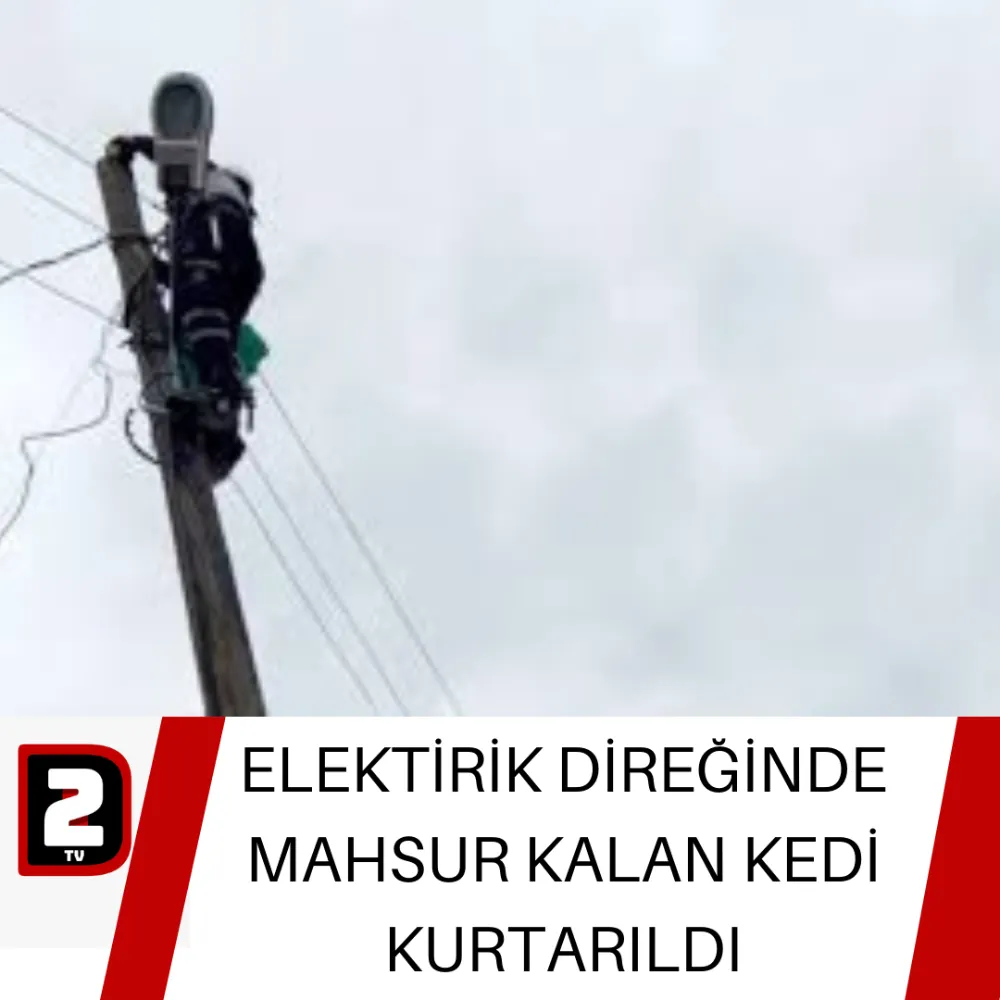 ELEKTİRİK DİREĞİNDE MAHSUR KALAN KEDİ KURTARILDI