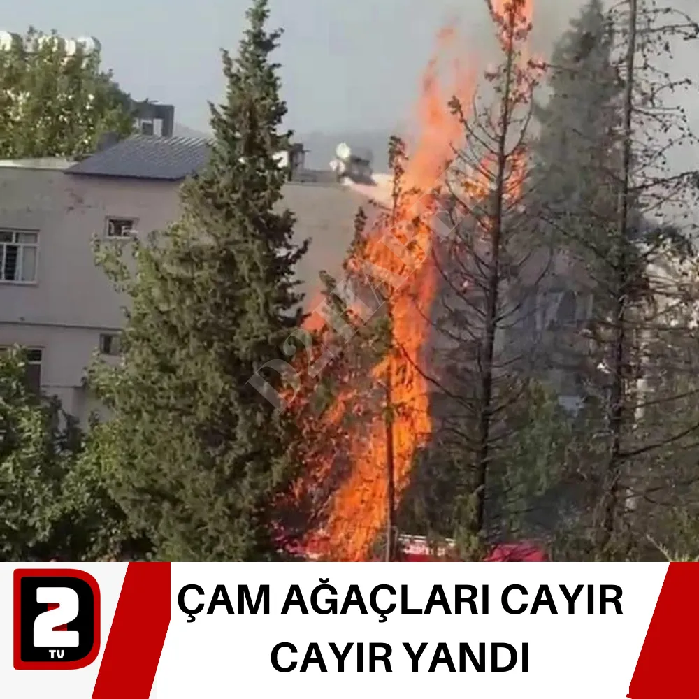 ÇAM AĞAÇLARI CAYIR CAYIR YANDI