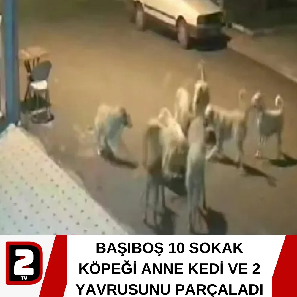 BAŞIBOŞ 10 SOKAK KÖPEĞİ ANNE KEDİ VE 2 YAVRUSUNU PARÇALADI