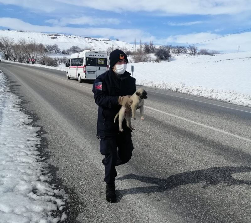 Jandarmanın bitkin halde bulduğu köpek veterinere teslim edildi