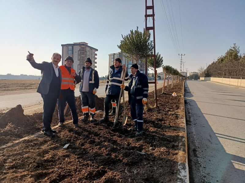 TPAO Yolunda Ağaçlandırma Çalışması